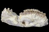 Oreodont (Merycoidodon) Partial Skull - Wyoming #123197-6